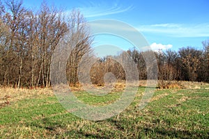 Autumn October field with a forest in the background