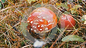 Autumn October harvest of mushrooms in the Carpathian mountains. Red fly agarics in grass on which the first snow falls.