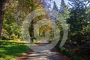 Autumn October landscape. colorful desiduous trees - sunny autumn view. Academic Fomin University Botanical Garden to take a walk