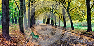 Autumn October landscape. Yellow autumn trees and fallen autumn leaves on the wet footpath in park alley