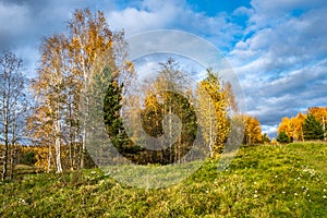 Autumn October sunny day with yellow leaves on trees and white wildflowers