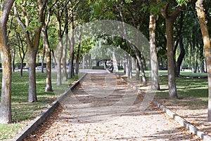 Autumn olivares city park Zamora, spain photo