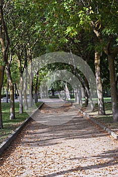 Autumn olivares city park Zamora, spain photo