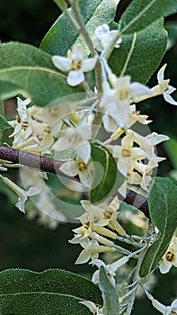 Autumn olive flowering in Summers