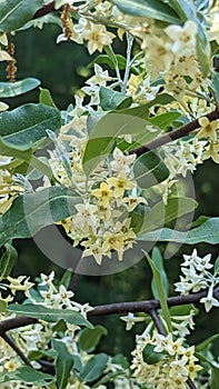 Autumn olive flowering in Summers