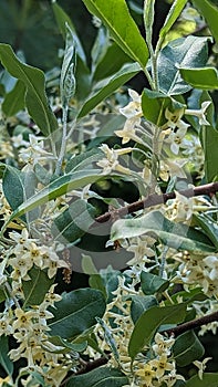 Autumn olive flowering in Summers