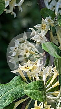 Autumn olive flowering in Summers