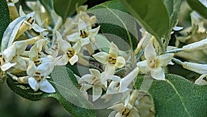 Autumn olive flowering in Summers