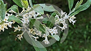 Autumn olive flowering in Summers