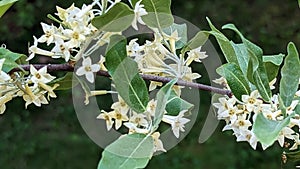 Autumn olive flowering in Summers