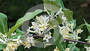 Autumn olive flowering in Summers