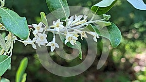 Autumn olive flowering in Summers