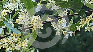 Autumn olive flowering in Summers