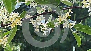 Autumn olive flowering in Summers