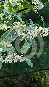 Autumn olive flowering in Summers