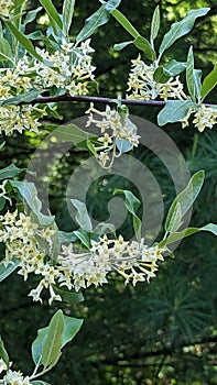 Autumn olive flowering in Summers