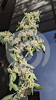 Autumn olive flowering in Summers