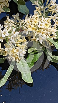 Autumn olive flowering in Summers