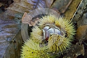 Autumn open chestnut