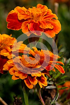 Autumn  orange flowers close-up