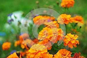 Autumn orange flowers on the ground tagetis bloom in a row Years natural plant Selective focus blurred background