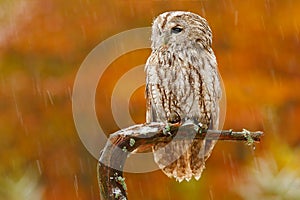 Autumn orange forest. Tawny owl in the forest with tit bird in the talon. Brown owl sitting on tree stump in the dark forest habit