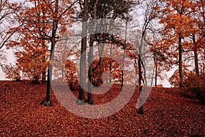 Autumn orange forest trees in a park with yellow leaves covering soil, evening. Beautiful foliage colors, with grain