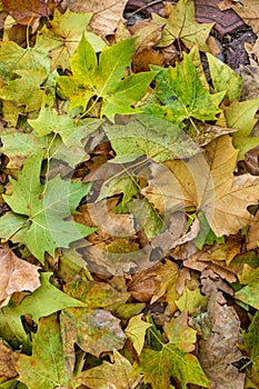 autumn orange leaves.