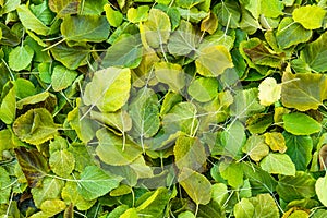 autumn orange leaves.