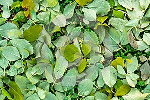 autumn orange leaves.