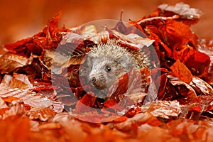 Autumn orange leaves with hedgehog. European Hedgehog, Erinaceus europaeus, on a green moss at the forest, photo with wide angle.