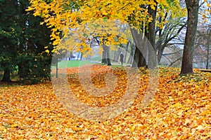 Autumn orange leaves in the park