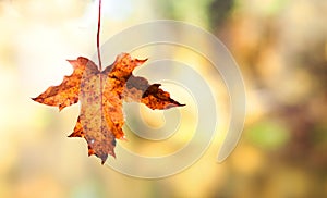 Autumn orange maple leaf on a color blurred background