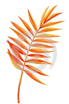 Autumn orange palm leaf, watercolor botanical decorative illustration, isolated tropical floral element for design