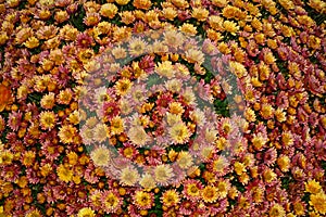 Autumn orange-pink chrysanthemum flowers