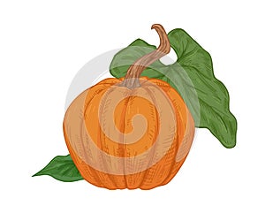 Autumn orange pumpkin with peduncle and green leaf. Vintage drawing of fall round-shaped squash. Realistic detailed