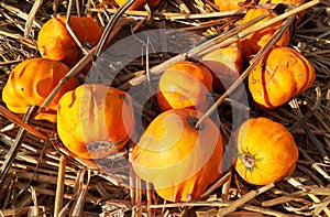 Autumn orange pumpkins in the straw