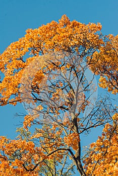 Autumn orange vivid mapple tree leaves with the blue sky background