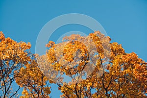 Autumn orange vivid mapple tree leaves with the blue sky background