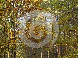 Autumn orange yellow deciduous tree forest in sun light