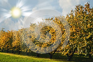 Autumn Orchard