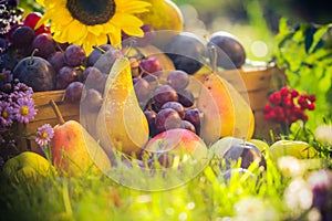 Autumn orchard fruit crops grass sunset