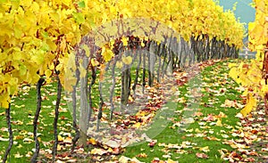 Autumn Orchard Vineyard