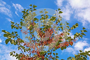 Autumn. Ornamental tree with clusters of seed pods. Cercis  siliquastrum  tree