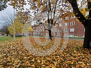 Autumn in Oslo, Norway. Sogn student village.