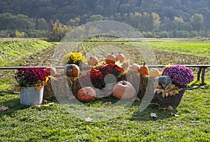 Autumn outdoor decoration from pumpkins, flowers and hay