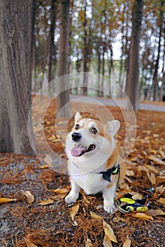 autumn outing with corgi do