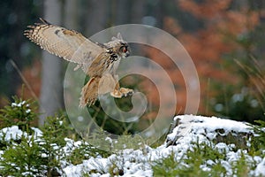 Autumn owl fly.  Eurasian Eagle Owl, Bubo bubo, with open wings in flight, forest habitat in background, orange autumn trees.