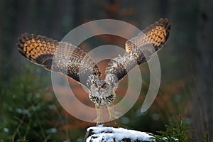 Autumn owl fly.  Eurasian Eagle Owl, Bubo bubo, with open wings in flight, forest habitat in background, orange autumn trees.