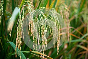 Autumn paddy fields are in the countryside